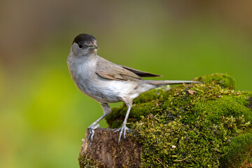 Kapturka (Sylvia atricapilla)  © Grzegorz