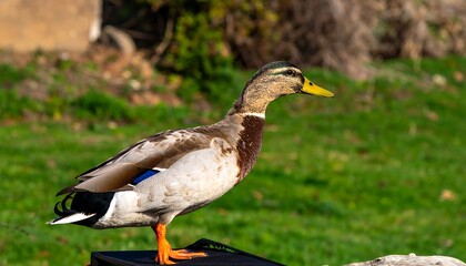 A mallard duck standing in a grassy area