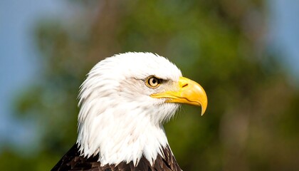 Fototapeta premium Close-up profile of an eagle