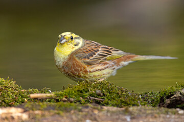 Trznadel (Emberiza citrinella) © Grzegorz