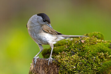 Kapturka (Sylvia atricapilla)  © Grzegorz
