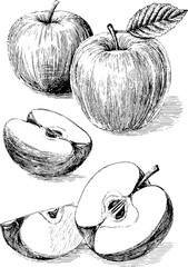 Detailed black and white illustration of whole and sliced apples