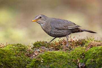 kos (Turdus merula) © Grzegorz