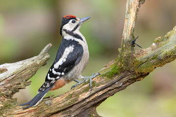Dzięcioł duży (Dendrocopos major) © Grzegorz