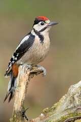 Dzięcioł duży (Dendrocopos major) © Grzegorz