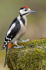 Dzięcioł duży (Dendrocopos major) © Grzegorz