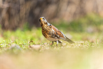 Wood bird Fieldfare, Turdus pilaris, on a sprng lawn.