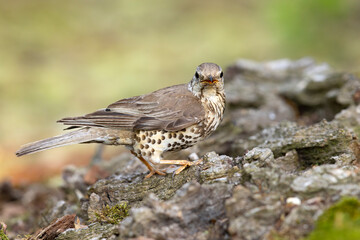 paszkot (Turdus viscivorus) © Grzegorz