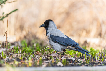 Hooded crow, corvus cornix, standing on the lawn in the spring or summer