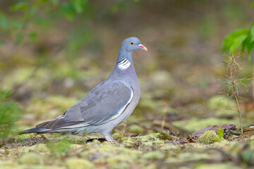 Grzywacz (Columba palumbus) © Grzegorz