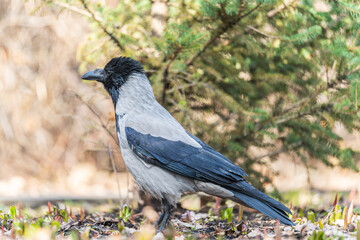 Hooded crow, corvus cornix, standing on the lawn in the spring or summer
