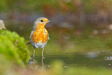 Rudzik (Erithacus rubecula)  © Grzegorz