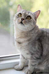 An Adorable Cute Silver Scottish Cat Intently Gazing Out of the Window with Curiosity and Joy