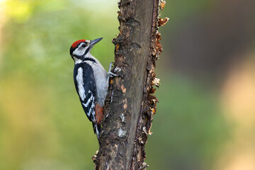 Dzięcioł duży (Dendrocopos major) © Grzegorz
