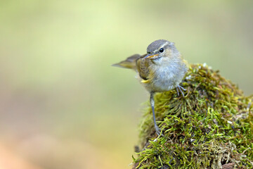 Piecuszek (Phylloscopus trochilus) © Grzegorz