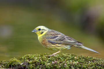 Trznadel (Emberiza citrinella) © Grzegorz