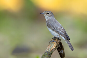 Muchołówka szara (Muscicapa striata) © Grzegorz