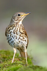 śpiewak (Turdus philomelos) © Grzegorz