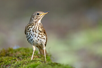 śpiewak (Turdus philomelos) © Grzegorz