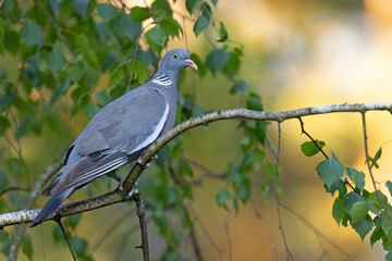 Grzywacz (Columba palumbus) © Grzegorz