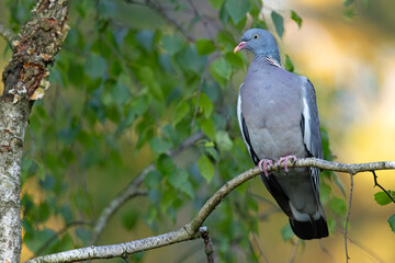 Grzywacz (Columba palumbus) © Grzegorz