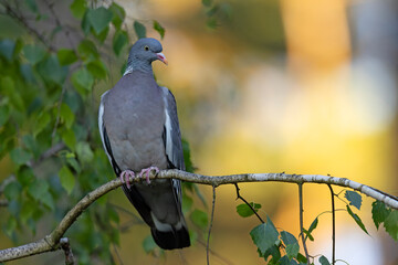 Grzywacz (Columba palumbus) © Grzegorz