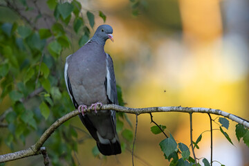 Grzywacz (Columba palumbus) © Grzegorz