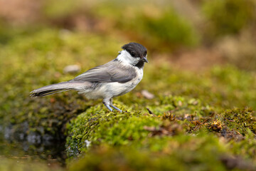 Czarnogłówka (Poecile montanus)