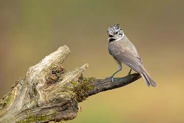 Czubatka (Lophophanes cristatus) © Grzegorz