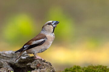 Grubodziób (Coccothraustes coccothraustes) © Grzegorz