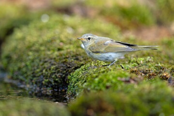 Piecuszek (Phylloscopus trochilus) © Grzegorz