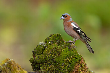 Zięba (Fringilla coelebs) © Grzegorz