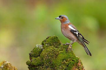 Zięba (Fringilla coelebs) © Grzegorz