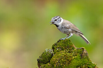 Czubatka (Lophophanes cristatus) © Grzegorz