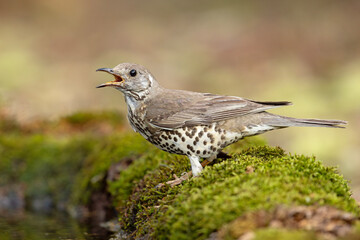 paszkot (Turdus viscivorus) © Grzegorz