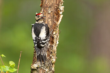 Dzięcioł duży (Dendrocopos major) © Grzegorz