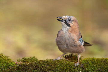 Sójka (Garrulus glandarius) © Grzegorz