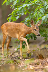 Sarna (Capreolus capreolus) © Grzegorz