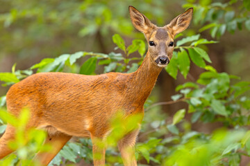 Sarna (Capreolus capreolus) © Grzegorz