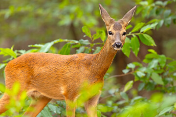 Sarna (Capreolus capreolus) © Grzegorz