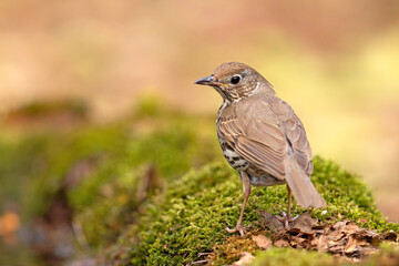 śpiewak (Turdus philomelos) © Grzegorz