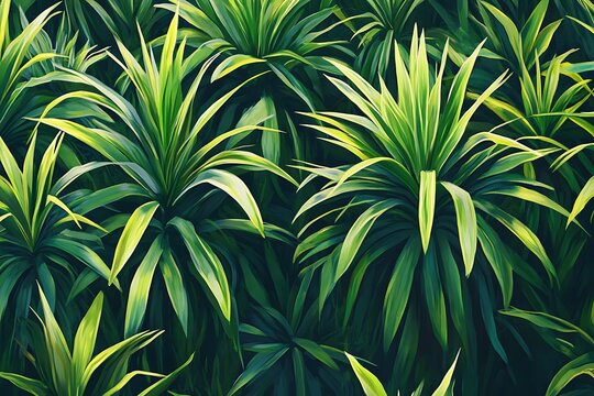 A dense plantation of yucca plants, their tall, spiky leaves creating a striking pattern across the land 