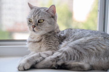 A Gray Cat Enjoys Relaxation by the Window in Warm Sunlight, Creating a Cozy Atmosphere