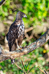 
A magnificent Crested Hawk-Eagle perches on a weathered branch, its fierce yellow eye and distinct crest visible. Its brown and white patterned feathers stand out against the soft, green forest.