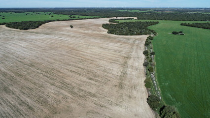 Patchwork fields and holm oak groves in Monte de los Alcores, Palencia