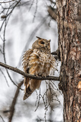 Long-eared owl (Asio otus), looking forward with wide opened eyes
