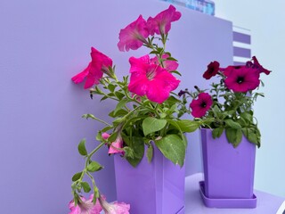 Flowering petunia in a pot on a monochrome background. High quality photo