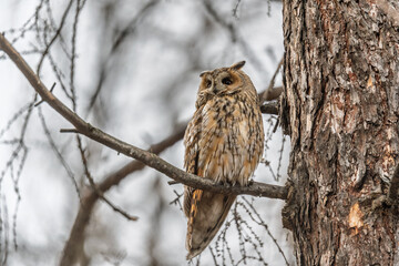 Long-eared owl (Asio otus), looking forward with wide opened eyes