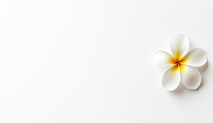 Elegant White Flower with Yellow Center on White Background