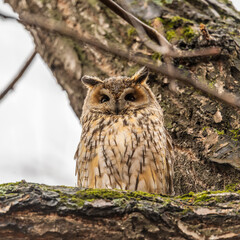 Long-eared owl (Asio otus), looking forward with wide opened eyes